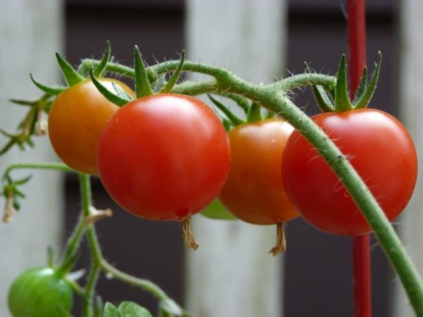 младият tomatiki
