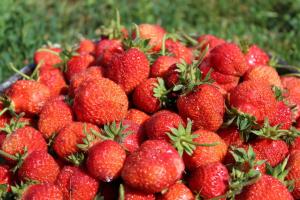 Как правилно да се грижим за ягоди по време на плодните