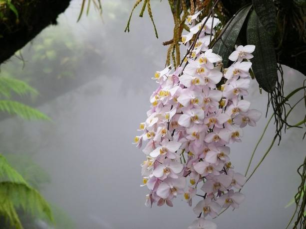 Phalaenopsis орхидея в дивата природа. Снимка за статията, взех към интернет