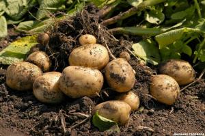 Качваме се на първите картофите в началото на юни