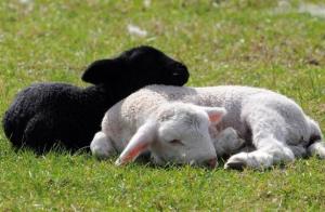 Месо и вълна: как да се размножават овце в неговата ферма