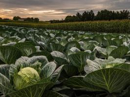 Последният акорд: как да се грижи за зеле през септември за богата реколта