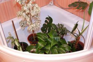 Как да се измие вашите стайни растения листата на прах, за да блестящо?
