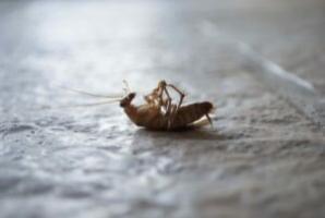 Как да се оттегли от апартамента на хлебарки завинаги