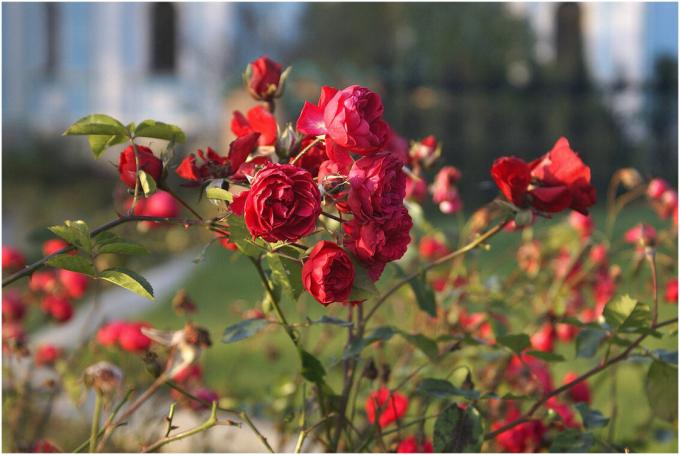 Roses - любовта на милиони производители от цял ​​свят. Но, че любовта е взаимна, трябва внимателно да се грижи за растенията - "Garden Queen" е известен със своите капризи. Снимка за бележките са взети от публичен достъп.