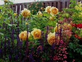 Какви растения ще изглежда добре с рози (от едногодишни до храсти). 11 примера