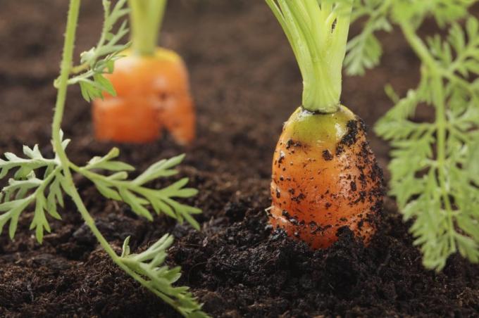 Грешни поливане морков води до неговата кривина | Градинарство и градинарство