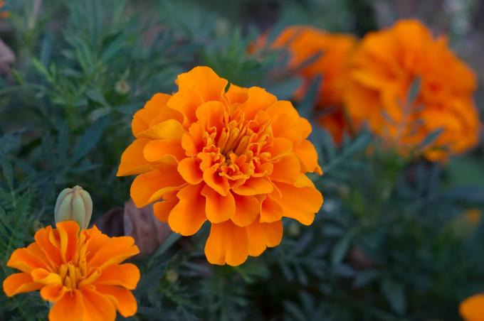 Фото: Tagetes