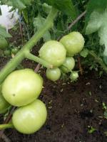 Подгответе доматен открит терен в периода на дъждовно. Какво да правим с храсти на домати