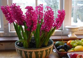 Neodnorazovy: щастливи собственици Зюмбюл. 3 се наслаждава цвете и как да се поддържа след цъфтежа