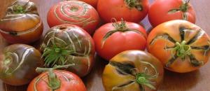 Защо има пукнатини домати. Причините, че те не знаят всички градинари.