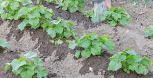 Как да поливам краставици, които не биха унищожили реколтата.