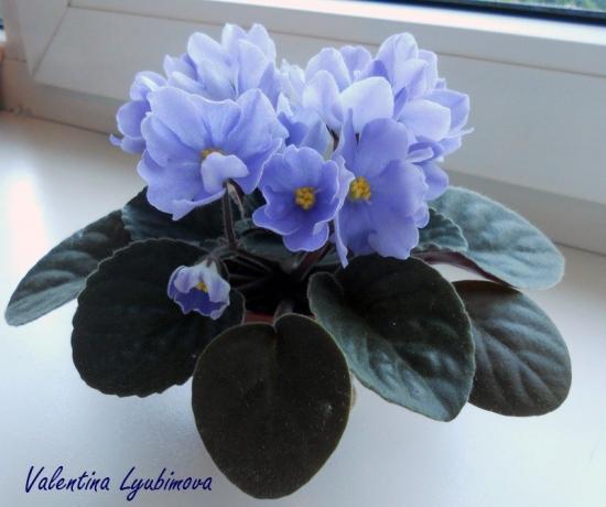 Blue виолетов (снимка Валентина Lubimova от форума)