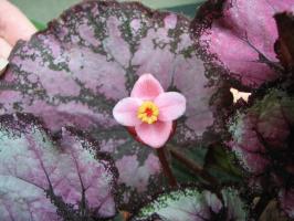 Begonia Rex расте тънкост и характеристики на грижи