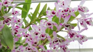 Общи правила за грижа за Dendrobium орхидеи