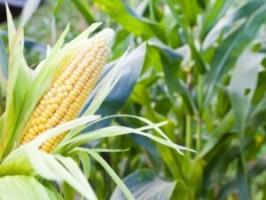 Ползи и вреди на царевица за човешкото здраве