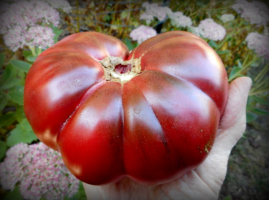 5 най-добрите черни сортове домати