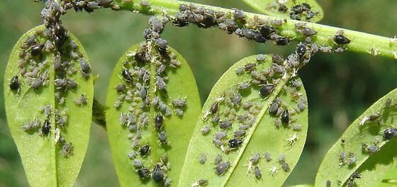 Листни въшки и мравките снимка: svoimi-rukamy.com