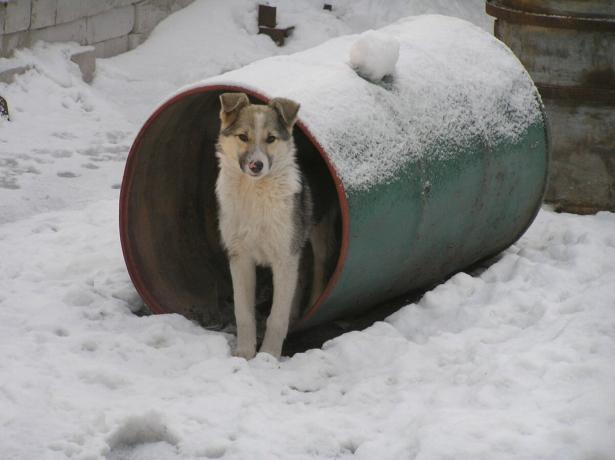 Куче защитава съседи барел от контейнер като наблюдателен пост. Снимка: "Тайните на градината и градината"