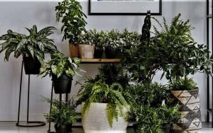 Natural "ароматерапия" за вашия дом. 6 ароматни растения и цветя