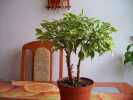 Как да расте Ficus здрава и красива. практически съвети