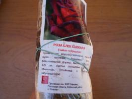 Характеристики на засаждане на хибридни чаени рози през пролетта