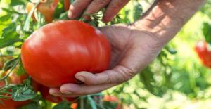 Как да растат вкусни и ароматни домати, и това, което определя техния вкус и аромат.