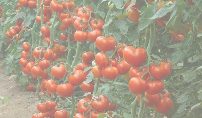 Богат домати реколта. Снимка от интернет