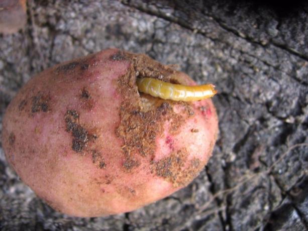 Картофи - любимо корен wireworm