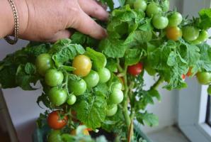 Защо е по-добре да растат домати и краставици на перваза на прозореца