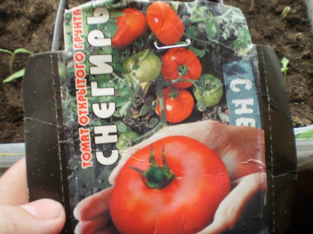 Разнообразието от домат "Червенушка". 