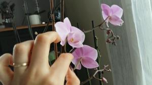 Както се опрашат Phalaenopsis у дома. професионални съвети