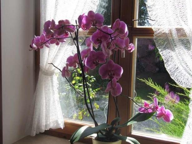 Изобилен цъфтеж Phalaenopsis ( http://picdom.ru/i/1280x800/3/8/0b98d41a7.jpg)