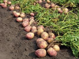 В борбата за големи и вкусни картофи: грижите и храненето на последната през август