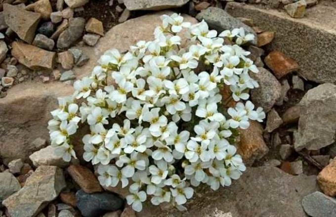 Бели цветя arabisa