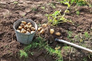 Изкопани картофи - ние също трябва да се занимават със земеделие