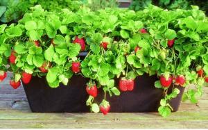 Целогодишно пресни плодове: как да се отглеждат ягоди у дома