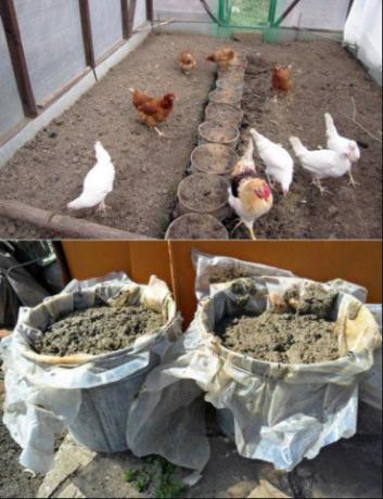 Правилното прилагане на пилешки тор в градината ще се увеличи реколтата