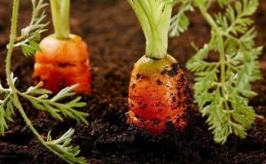 Как да растителна моркови, зеле се появиха до 5 дни и не трябва да оредява.