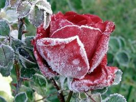 Подгответе рози за зимата: как да нрав какво и какво да прикрие, как да отрежете. Как цветовете влияят на сланата