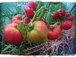 5 най-добрите сортове домати за оранжерията и открито поле