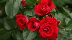 Торене и поливане на рози за дълго цъфтят