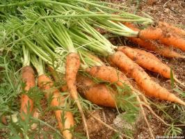 Как се постига кълняемост на моркови за 4-6 дни