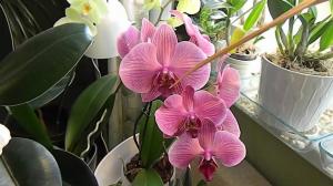 Влажност при отглеждане орхидея