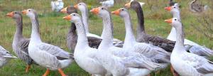 Как да се намали крилата на гъски и патици