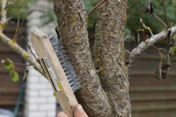Iron четка ще помогне да се подготвят дървото | Градинарство и градинарство