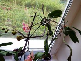 "Аз разцъфна разцъфтя, и изведнъж изчезна." Защо Phalaenopsis умира в къщата?