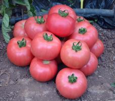 5 от най-милите сортове домати