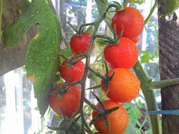 Зреене домати - поглед за болки в очите! (Mojateplica.ru)