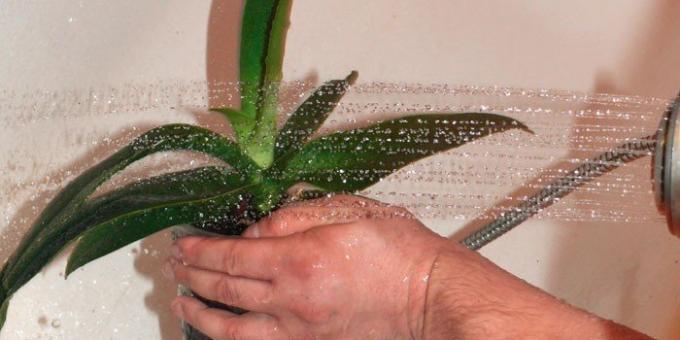 Докато орхидеи не цъфтят, тя може да се полива с топла вода като цяло. Защо, когато не цъфти? Защото, когато растенията са в разцвет, по-добре е да не прави нищо екзотично не
